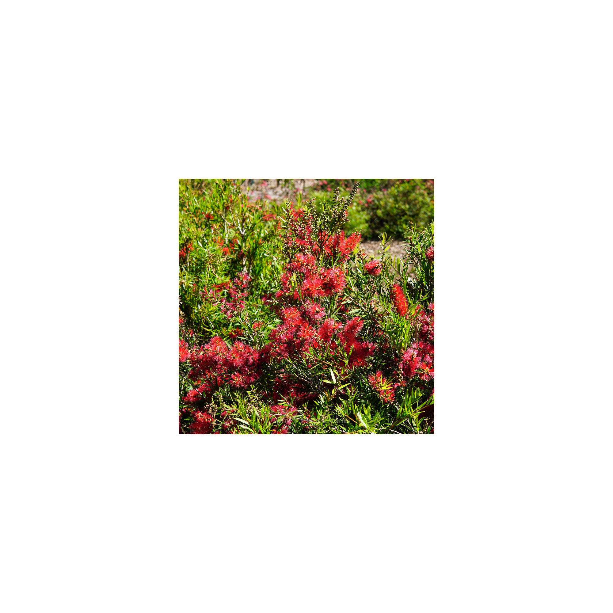 Callistemon Viminalis Captain Cook Divine Plants Online Shop