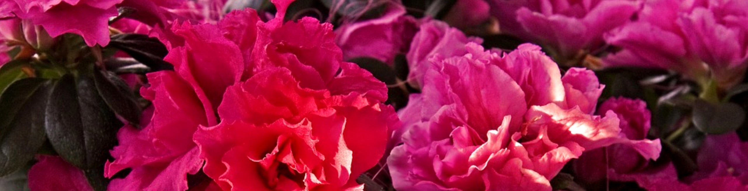 azaleas-and-camellias