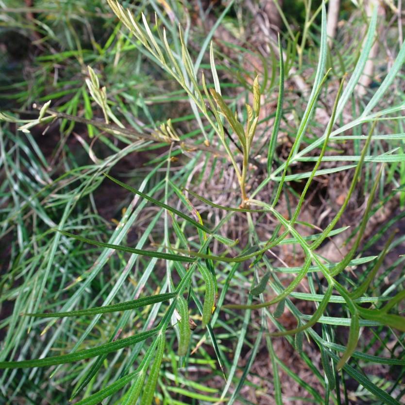 Grevillea Caloundra Gem – Divine Plants Online Shop