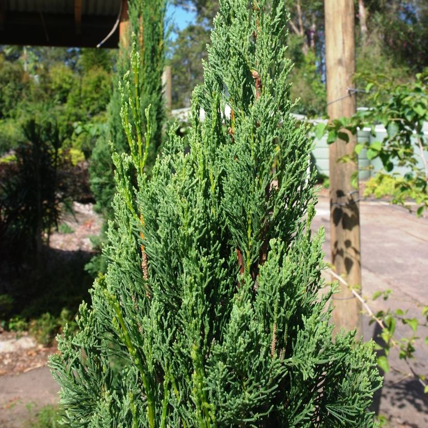 Cupressus Sempervirens Nitschke's Needle – Divine Plants Online Shop