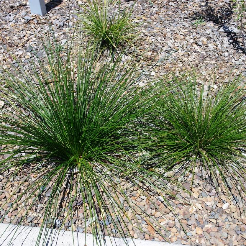 Ficinia nodosa (syn. Isolepis) – Divine Plants Online Shop