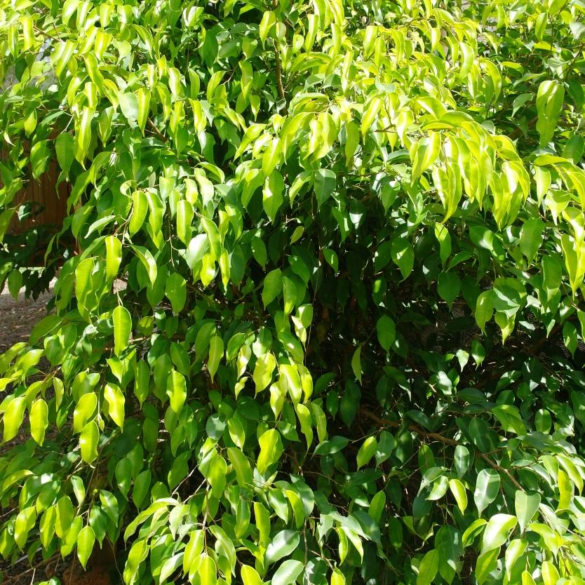 Ficus benjamina