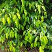 Ficus benjamina