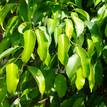 Ficus benjamina