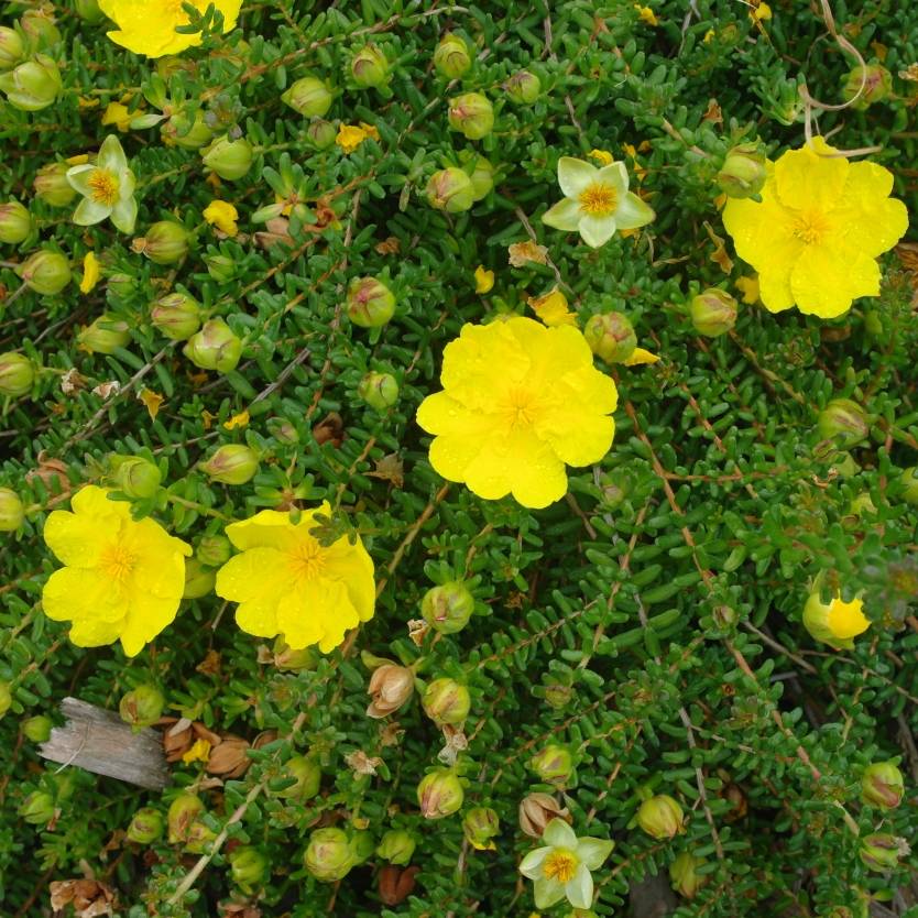 Hibbertia vestita – Divine Plants Online Shop