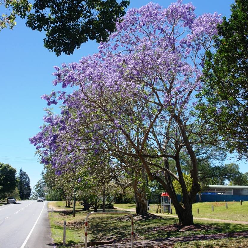 Jacaranda Mimosifolia Divine Plants Online Shop