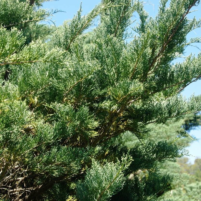 Juniperus Virginiana Grey Owl Divine Plants Online Shop