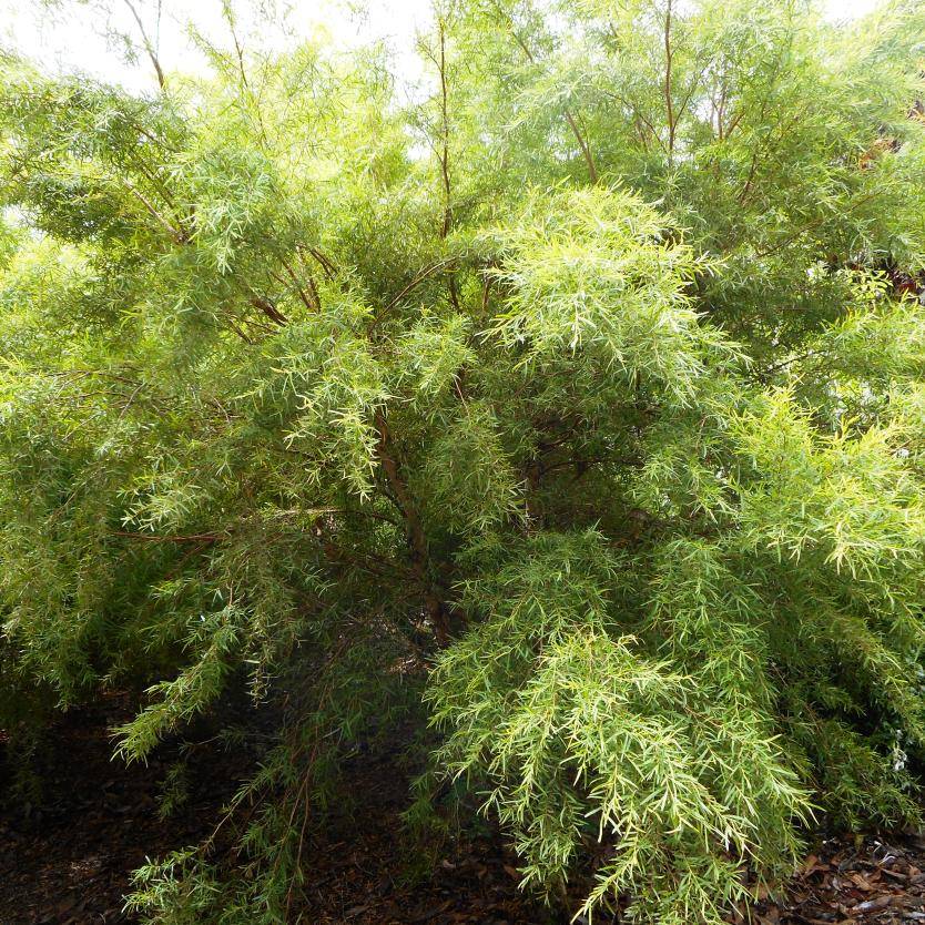 Leptospermum petersonii