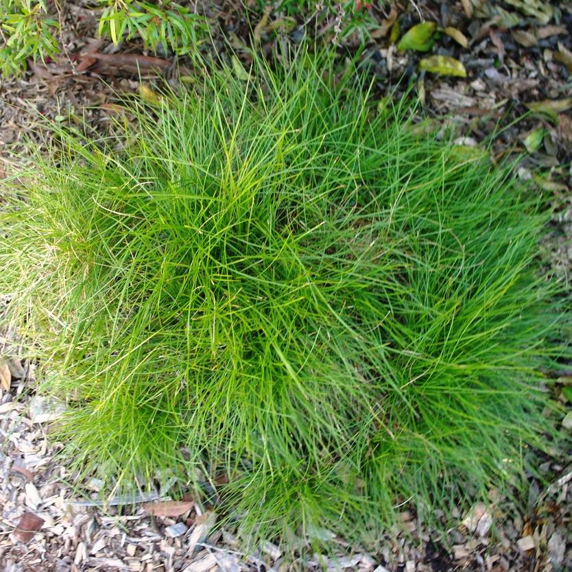 Lomandra confertifolia – Divine Plants Online Shop