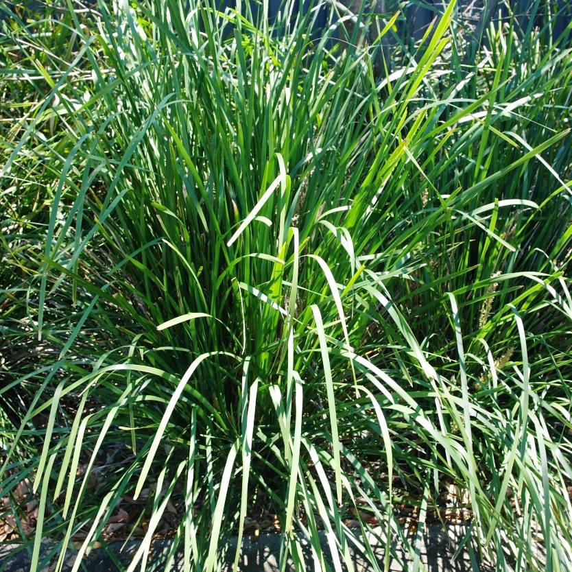 Lomandra longifolia – Divine Plants Online Shop