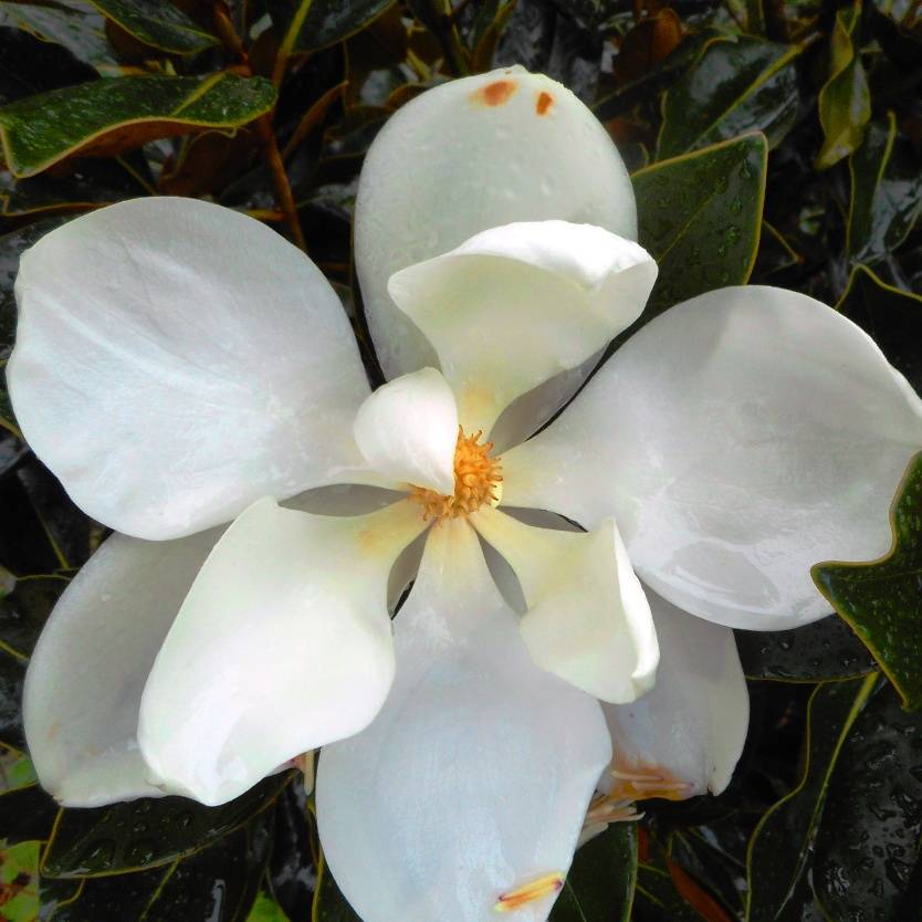 Magnolia Grandiflora Little Gem Divine Plants Online Shop