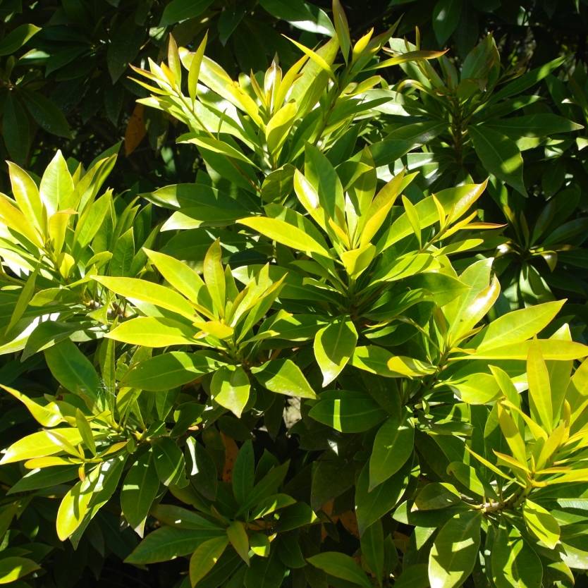 Xanthostemon chrysanthus