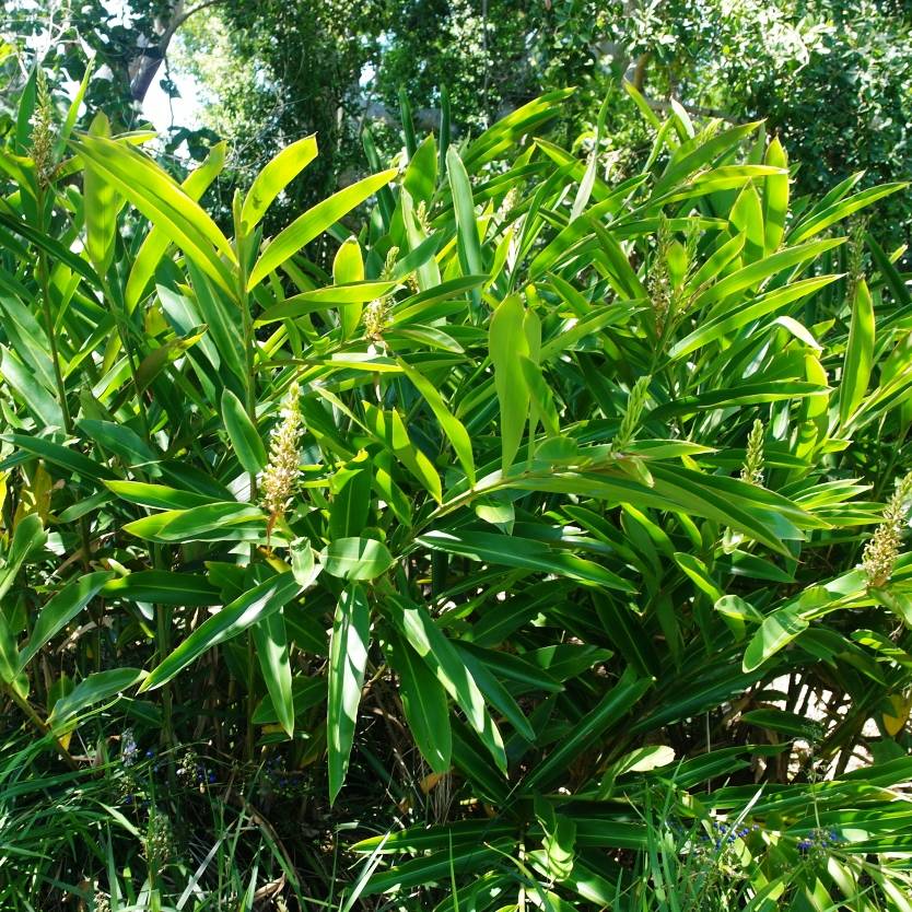 Alpinia caerulea – Divine Plants Online Shop