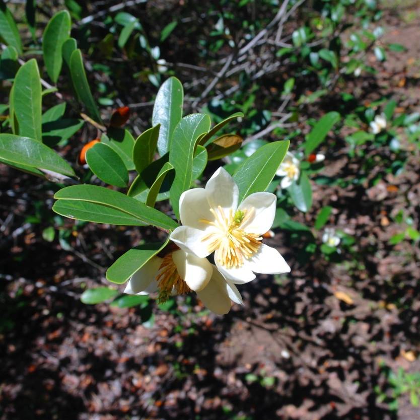 Michelia yunnanensis – Divine Plants Online Shop