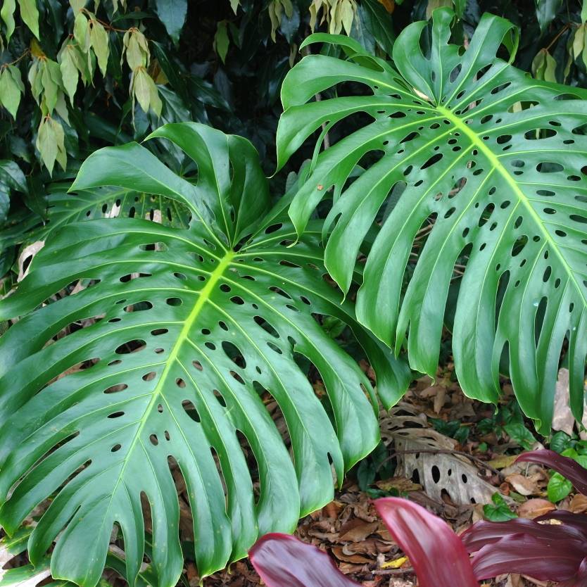 Monstera deliciosa – Divine Plants Online Shop