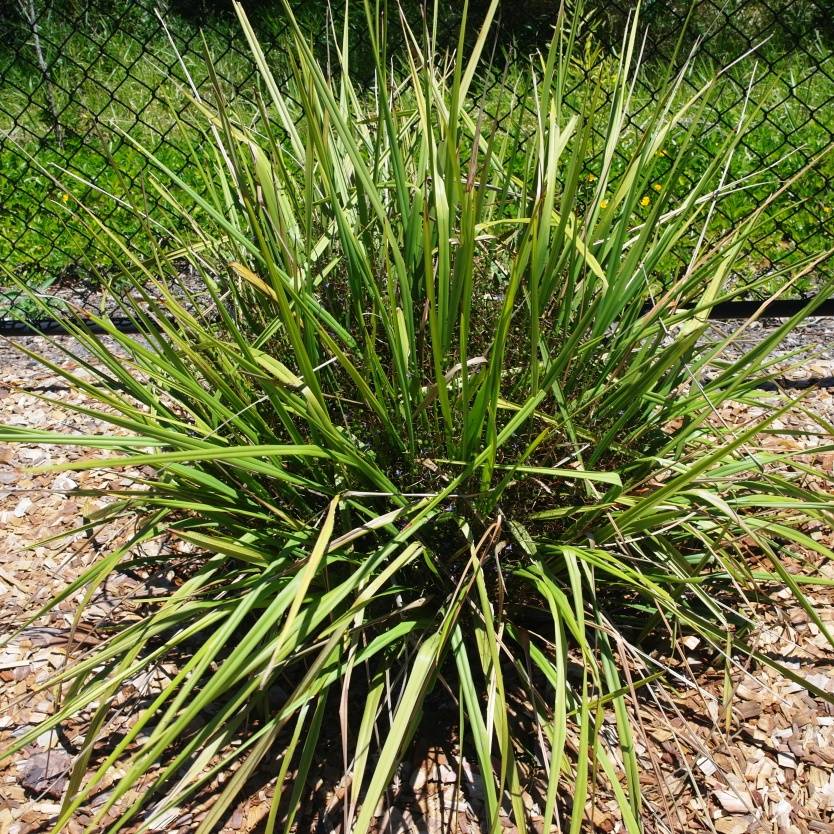 Dianella longifolia – Divine Plants Online Shop