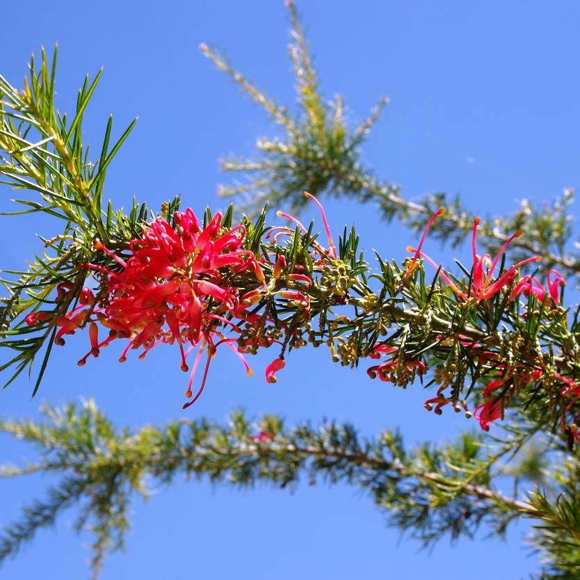 Grevillea stenomera