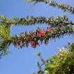 Grevillea stenomera