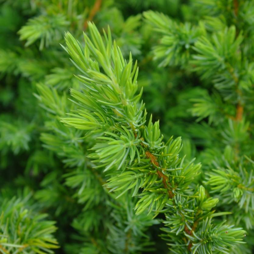 Juniperus conferta – Divine Plants Online Shop