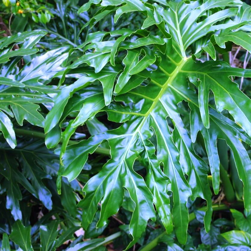 Philodendron selloum – Divine Plants Online Shop