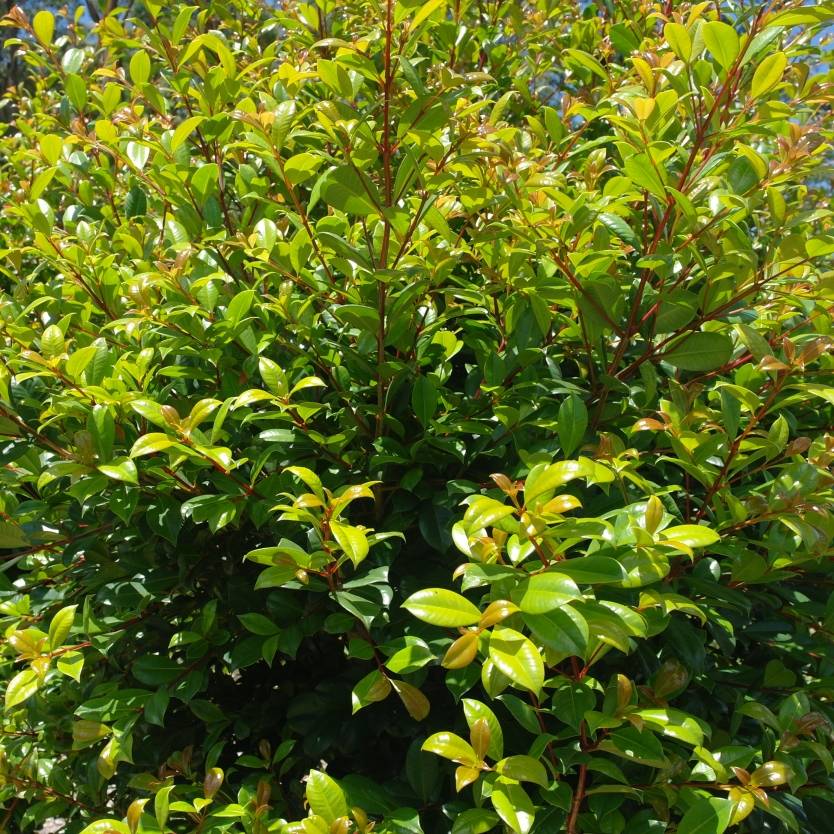 Syzygium australe Resilience – Divine Plants Online Shop