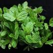 Mentha spicata