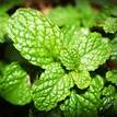 Mentha spicata