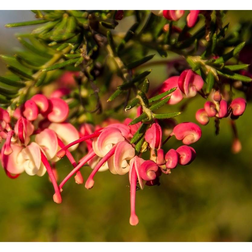 Grevillea lanigera Miniature