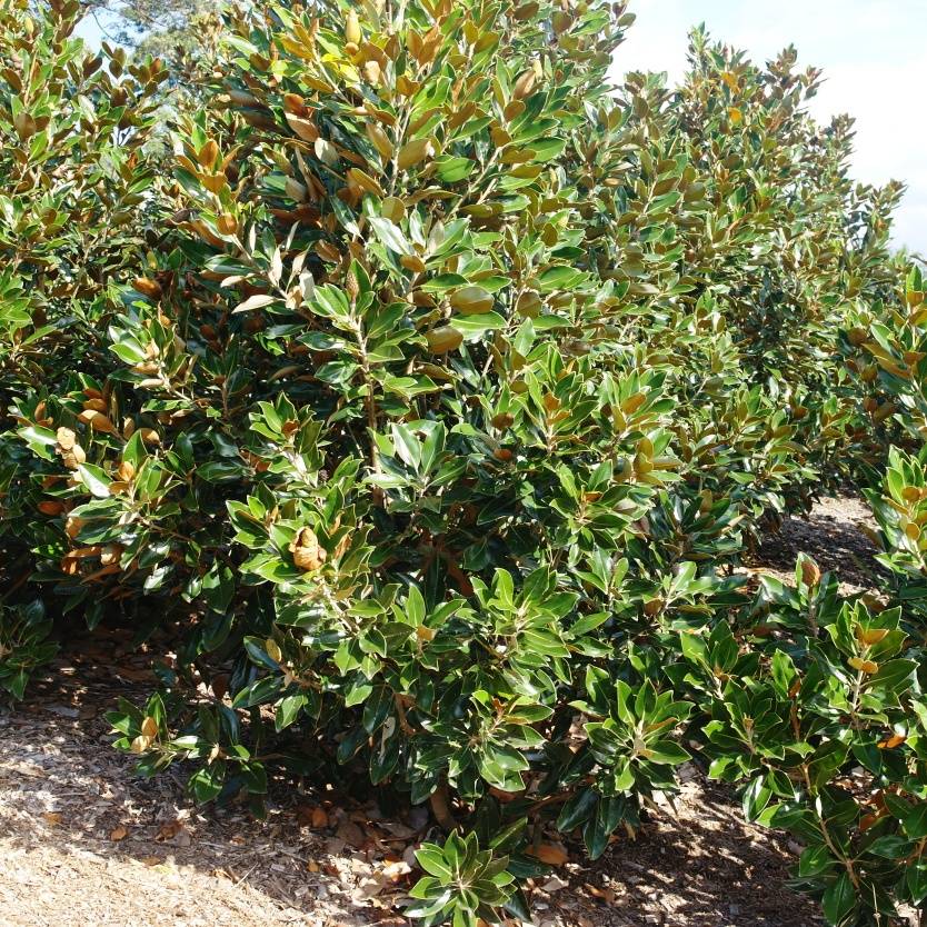 Magnolia Grandiflora Little Gem Divine Plants Online Shop