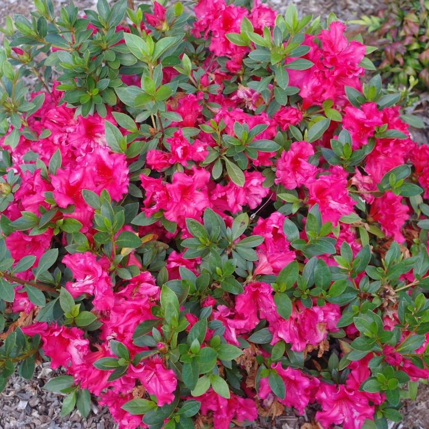 Azalea indica Red Wings – Divine Plants Online Shop