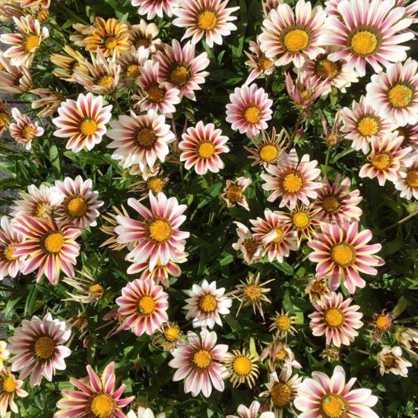 Gazania rigens Daybreak Rose Stripe – Divine Plants Online Shop