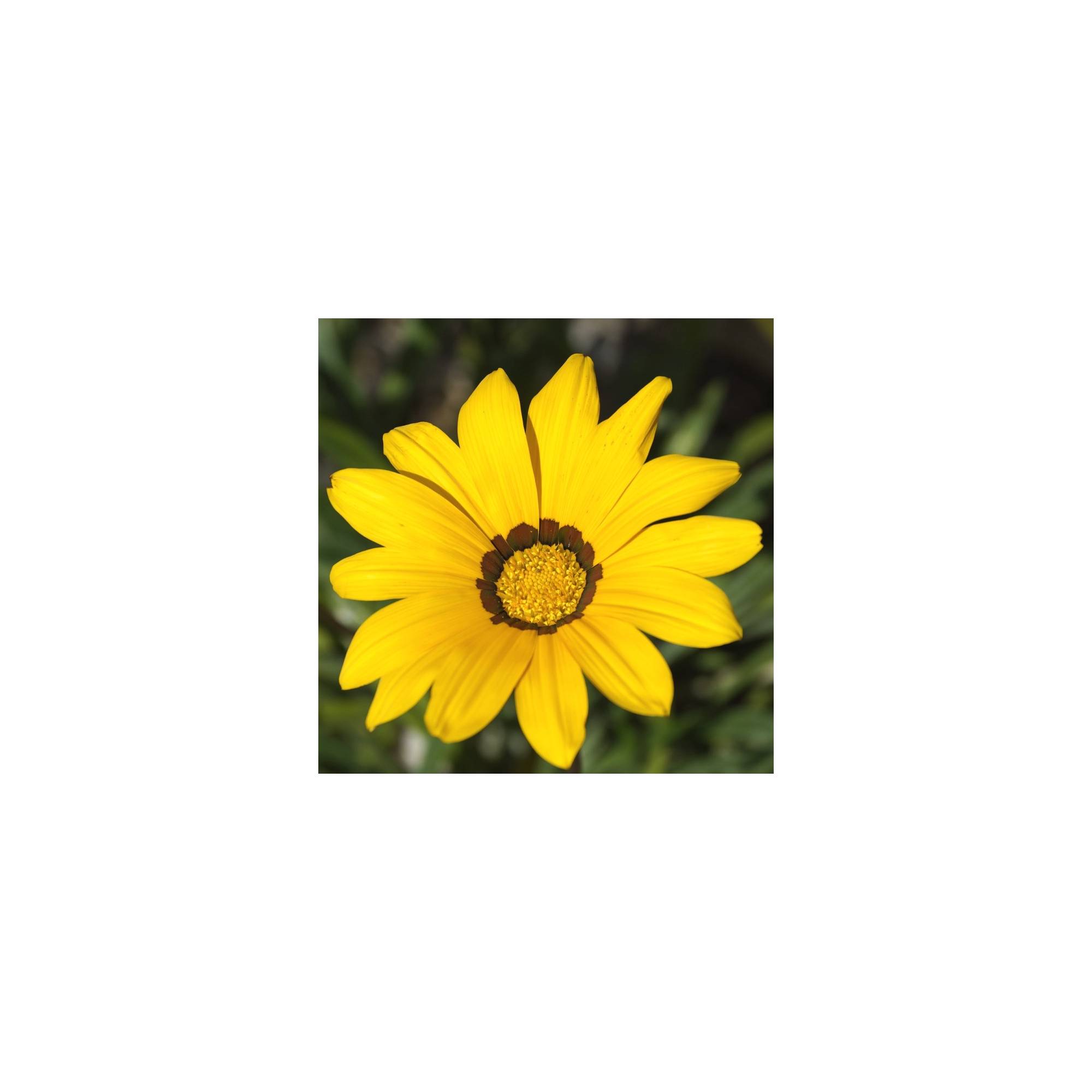 Gazania rigens New Day Yellow – Divine Plants Online Shop