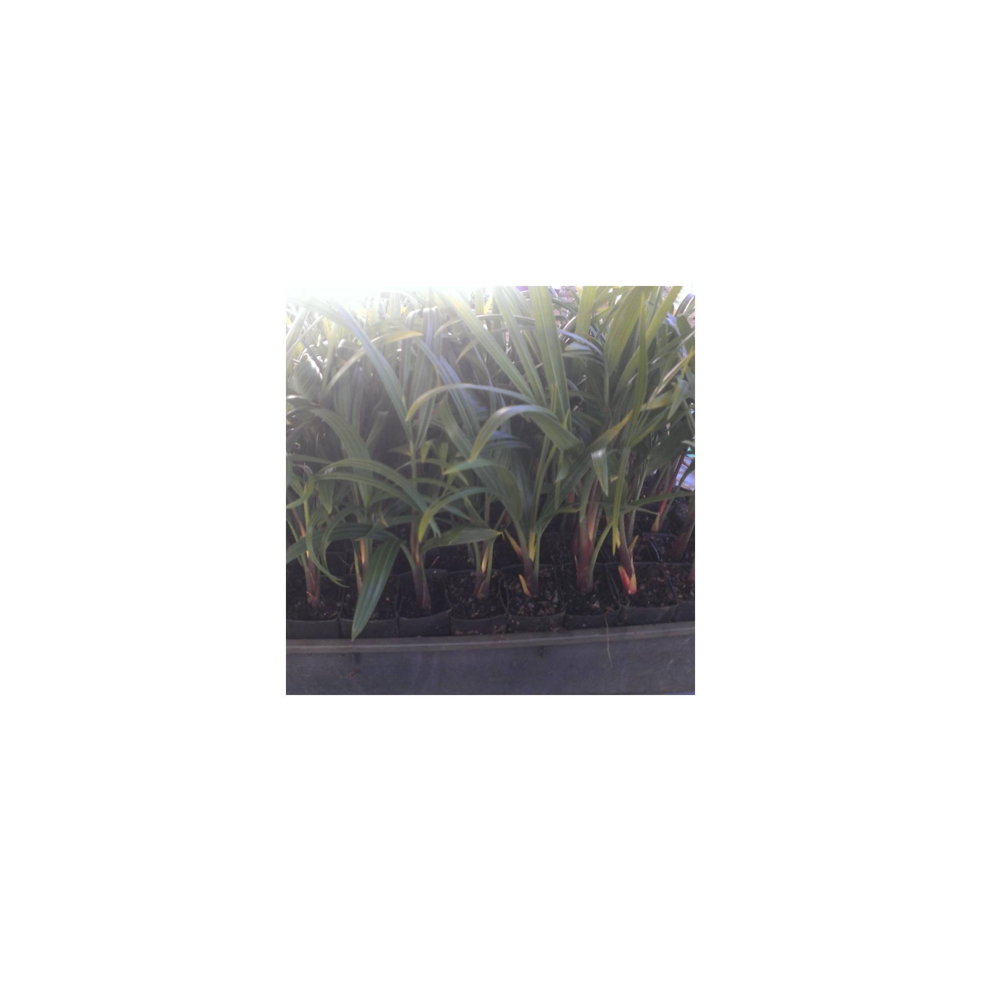 Dypsis decaryi – Divine Plants Online Shop 