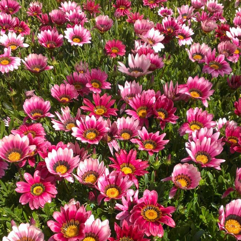 Gazania rigens New Day Pink Shades – Divine Plants Online Shop