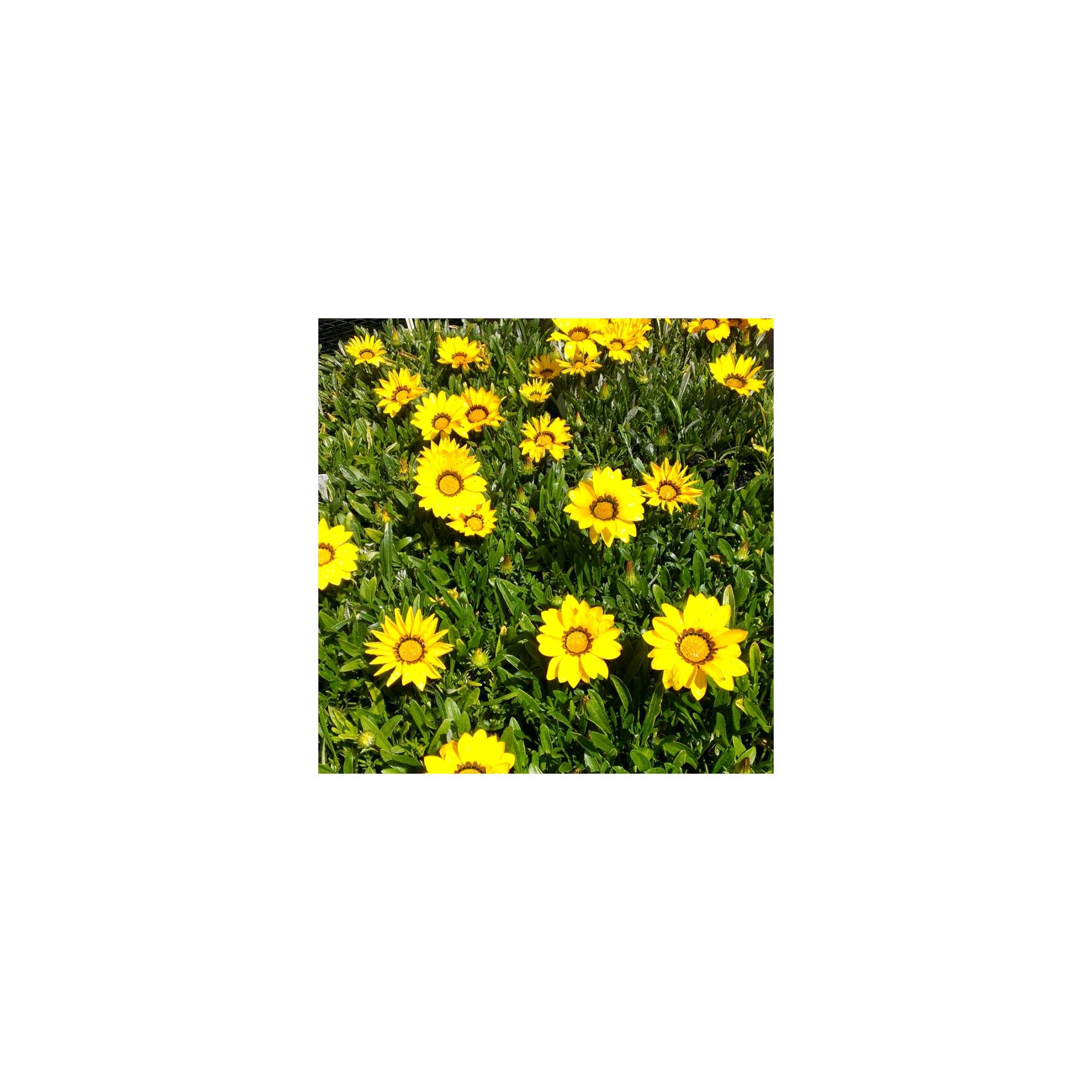 Gazania rigens New Day Yellow – Divine Plants Online Shop