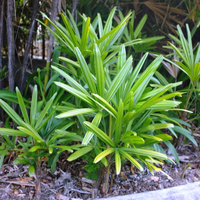 Rhapis excelsa – Divine Plants Online Shop