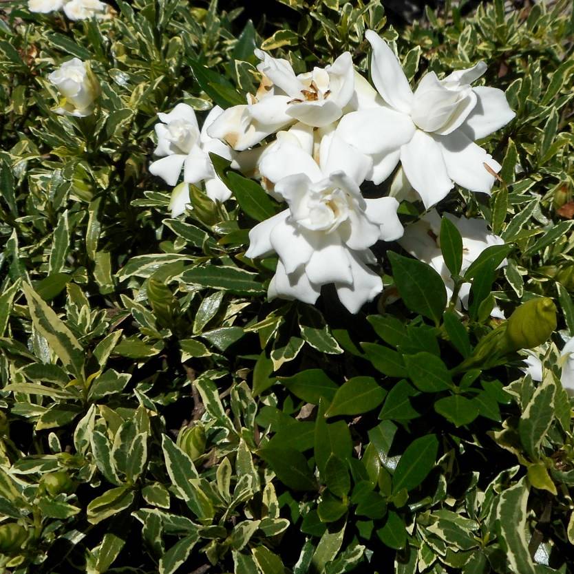 Gardenia augusta Radicans Variegated – Divine Plants Online Shop