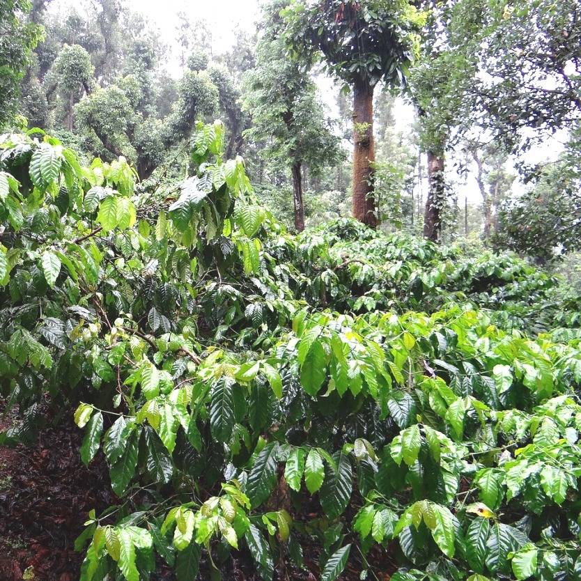 Coffea arabica – Divine Plants Online Shop