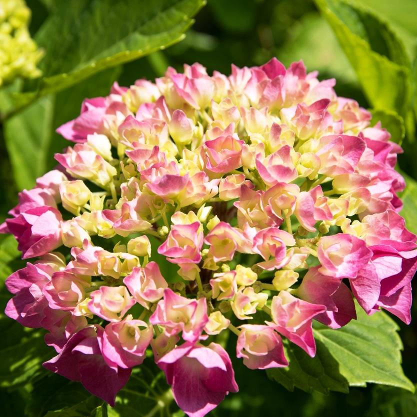 Hydrangea macrophylla pink – Divine Plants Online Shop