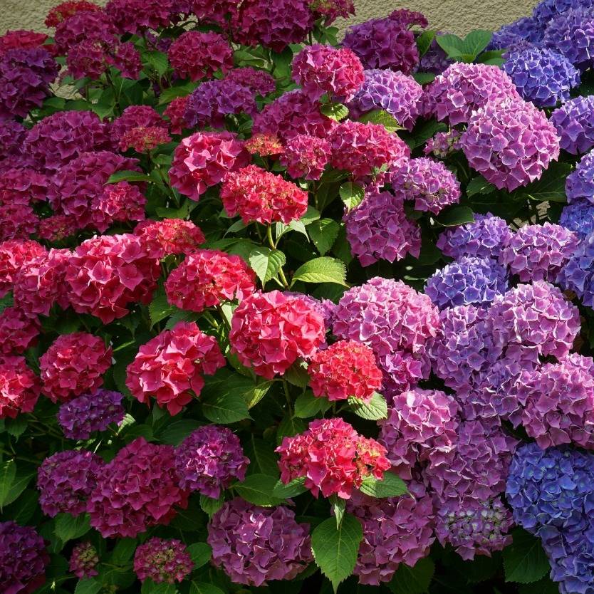 Hydrangea macrophylla фото