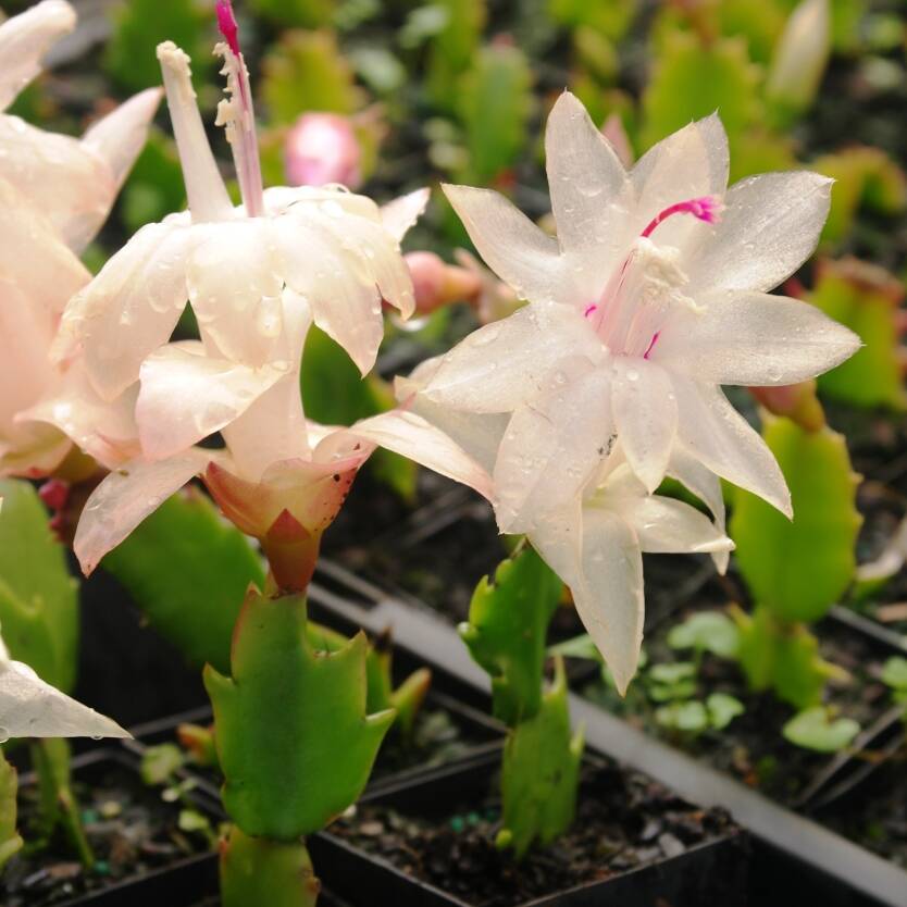 Schlumbergera truncata Zygocactus 'Gold Charm' – Divine Plants Online Shop