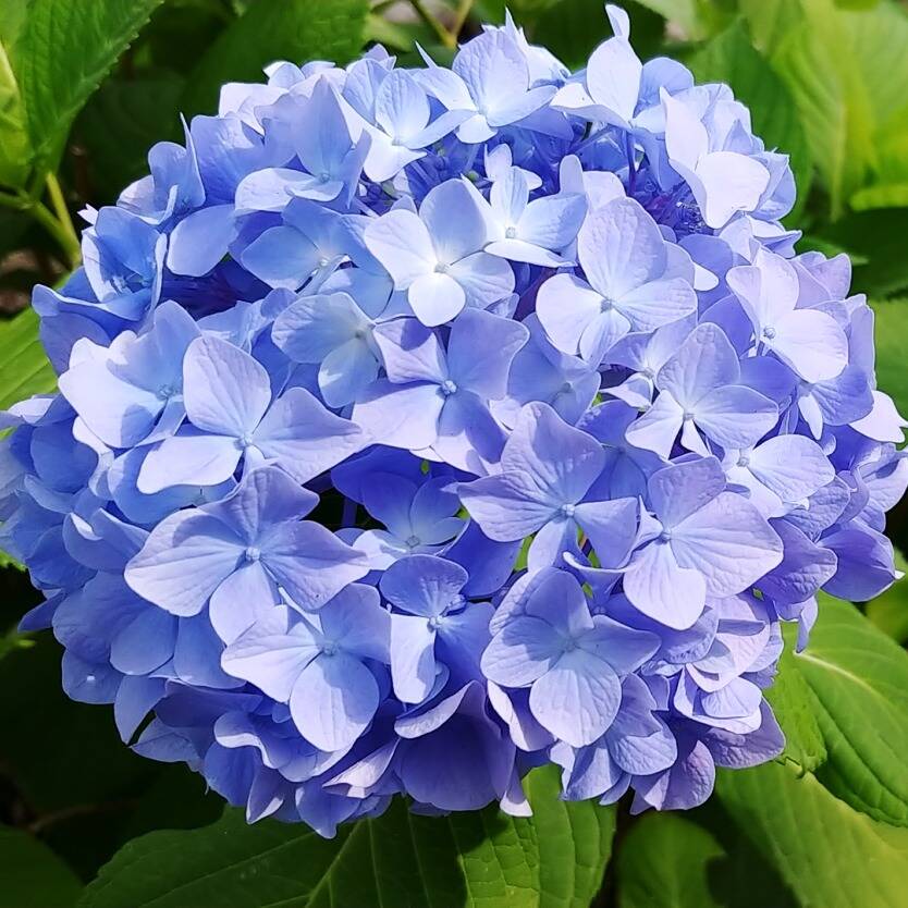 Hydrangea Alpen Gluth – Divine Plants Online Shop