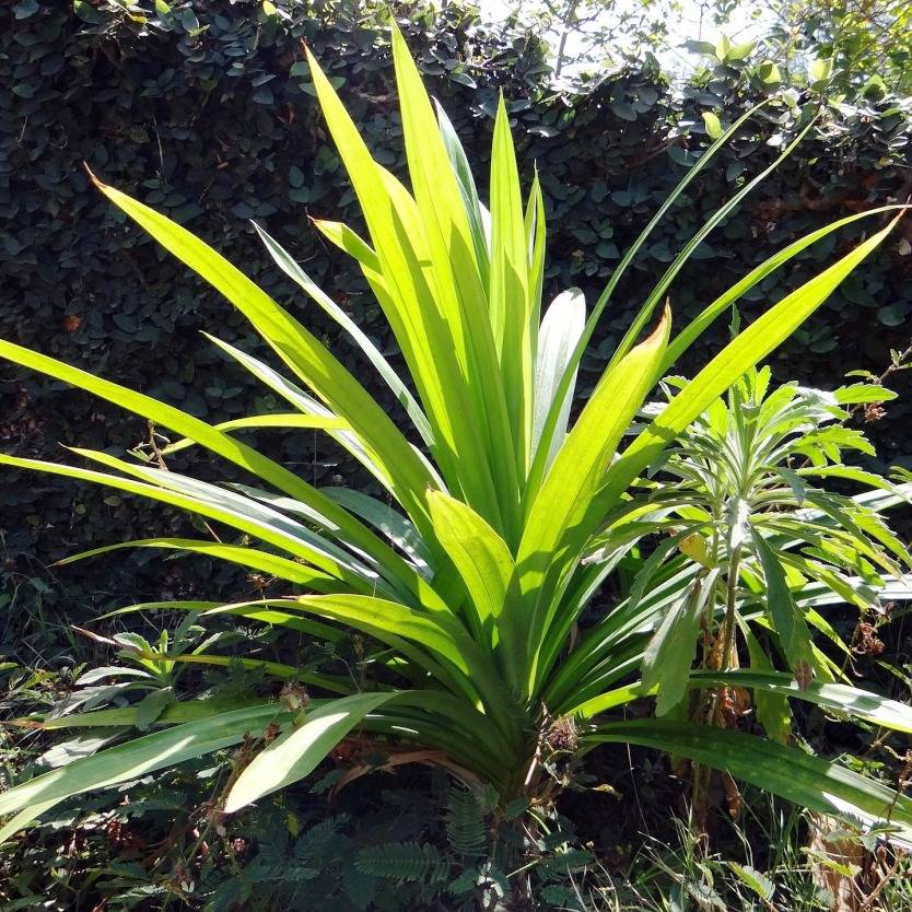 Pandanus tectorius – Divine Plants Online Shop