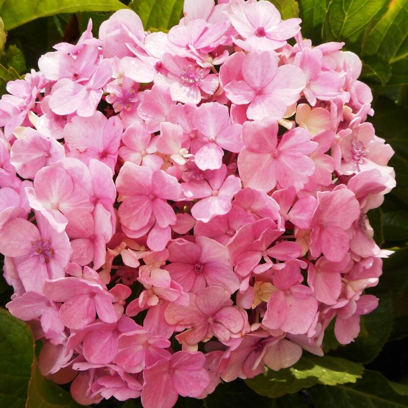 Hydrangea macrophylla фото