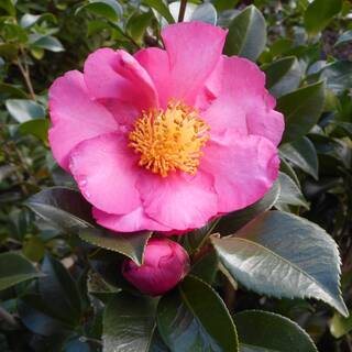 Camellia sasanqua Rose Ann