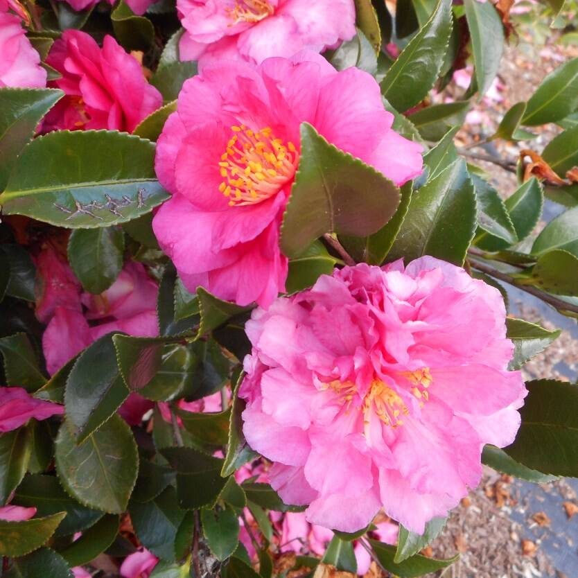 Camellia sasanqua Shishi Gashira – Divine Plants Online Shop