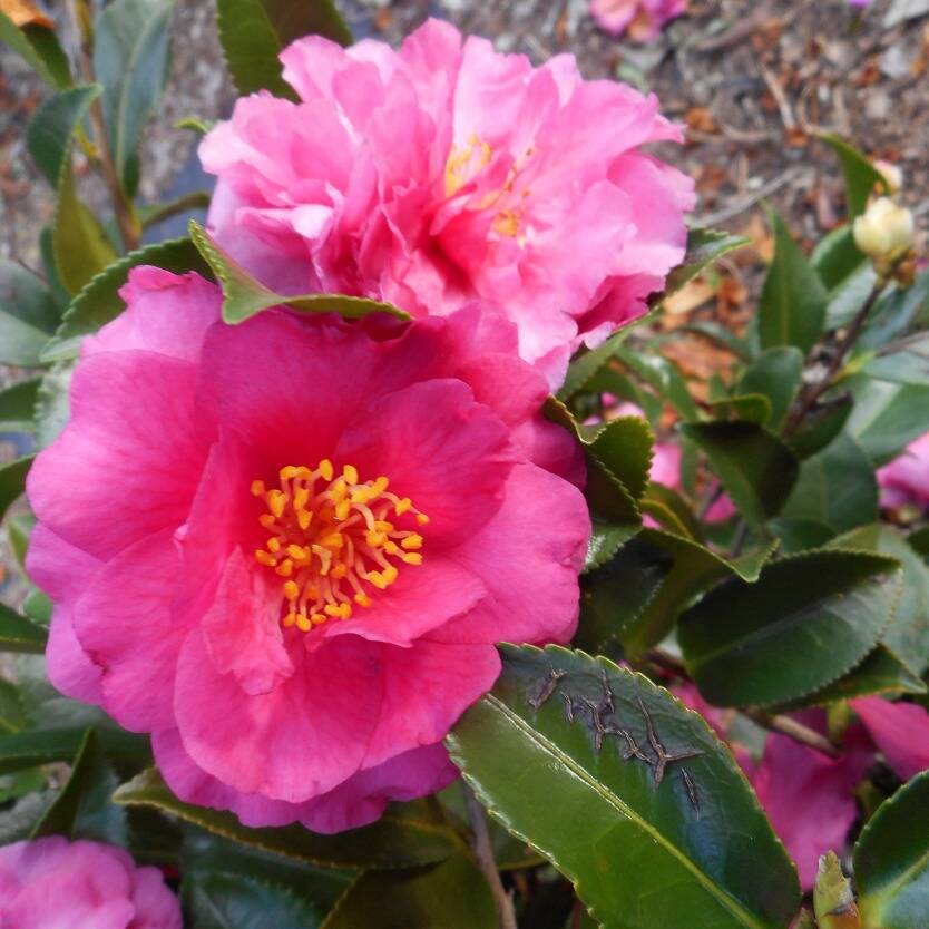 Camellia sasanqua Shishi Gashira – Divine Plants Online Shop