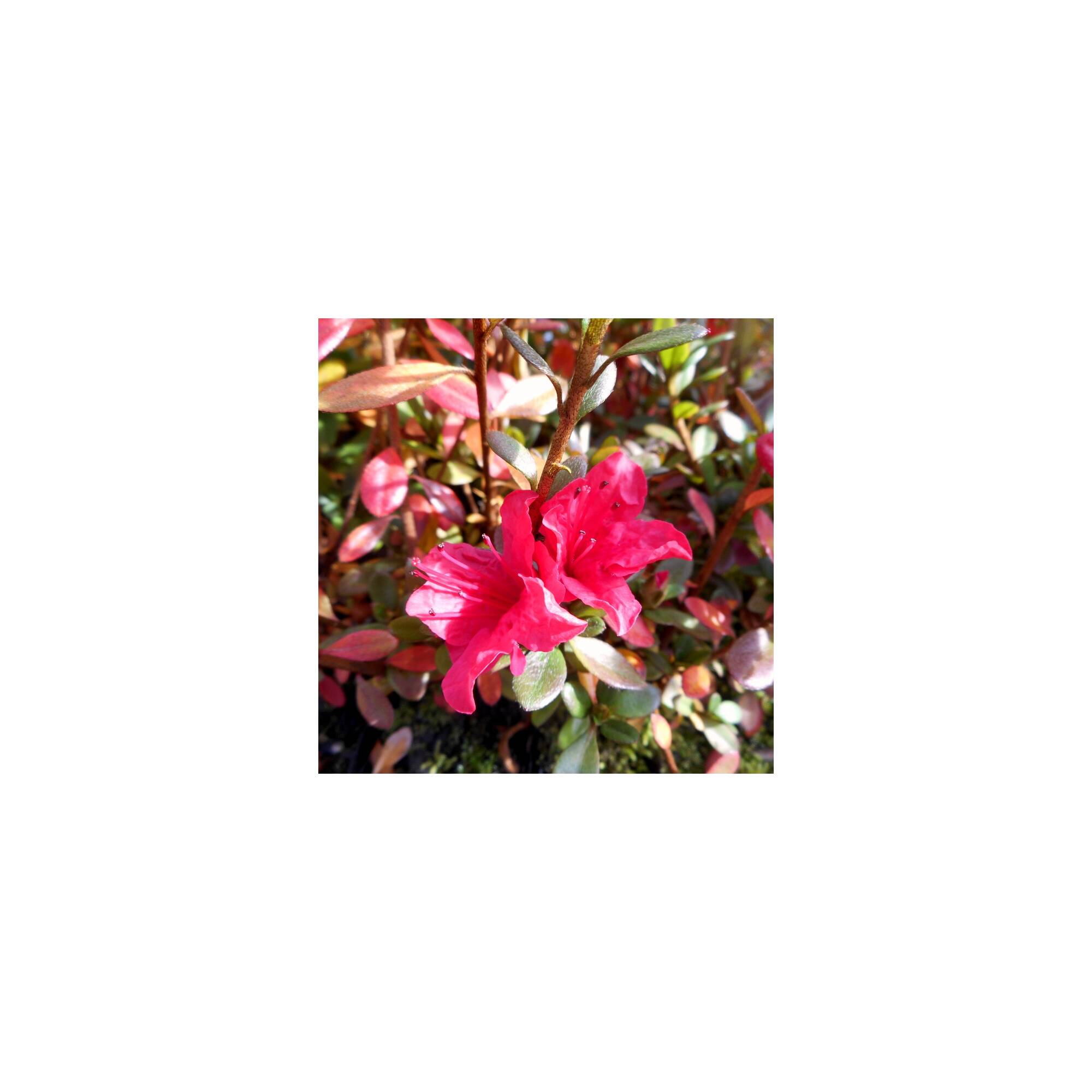 Azalea Christmas Cheer – Divine Plants Online Shop