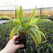 Cordyline fruticosa Lemon Lime