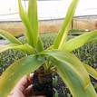 Cordyline fruticosa Lemon Lime